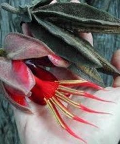 Chiranthodendron pentadactylon