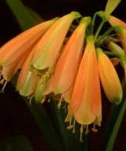 Civia   cyrthanthiflora Hybrid