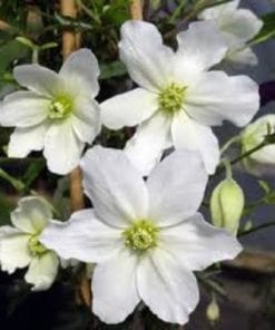 Clematis  Avalanche
