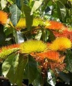 Combretum Fruticosum(1)
