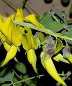 Crotalaria Agatiflora