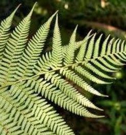 Dicksonia Antartica