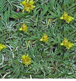 Dymondia margaretae