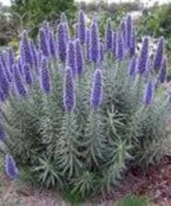 Echium  candicans