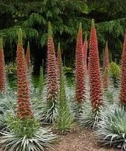 Echium Tower of Jewels