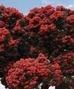 Eucalyptus ficifolia