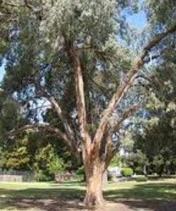 Eucalyptus nicholii
