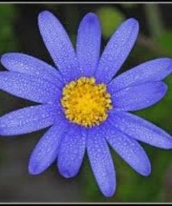 Flecia Blue Marguerite
