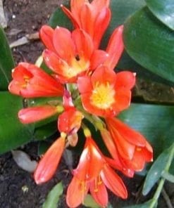 French Hybrid Clivia