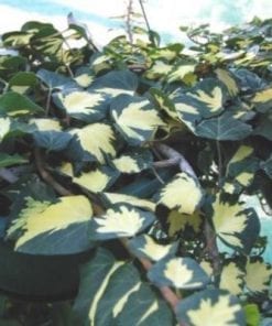 Gold Heart Ivy