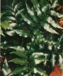 Holly Fern