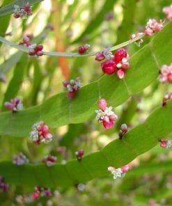 Homalocladium platycladum