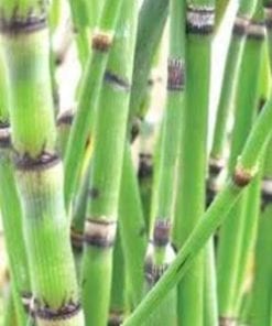 Horsetail