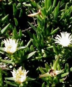 Ice Plant Yellow