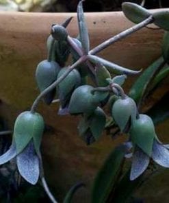 Kalanchoe Beauverdi