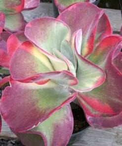 Kalanchoe Fantastic