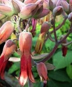 Kalanchoe gastonis-bonnieri