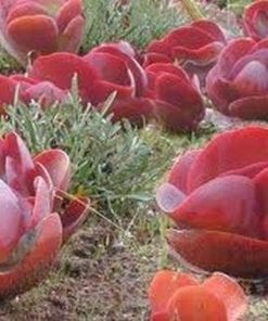 Kalanchoe luciae
