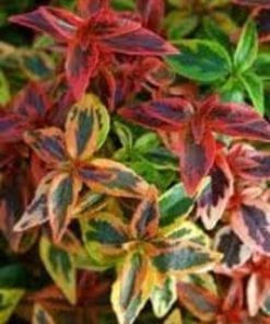 Kaleidoscope Abelia