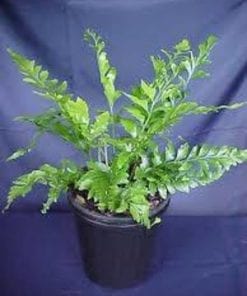 Mother Fern