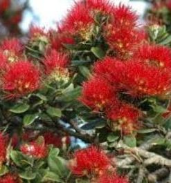 New Zealand Christmas Tree