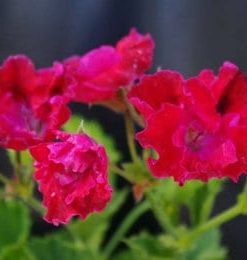 Pelargonium Domesticum Fire Dancer