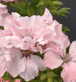 Pelargonium Domesticum Georgia Peach