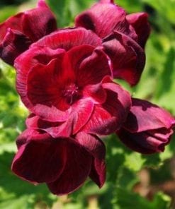 Pelargonium domesticum Harewood Grand Slam