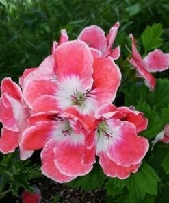 Pelargonium Domesticum Harvest Moon