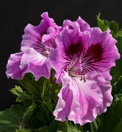 Pelargonium domesticum Lavender Sensation