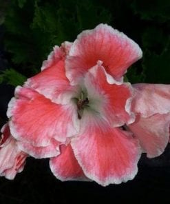 Pelargonium Domesticum Lita