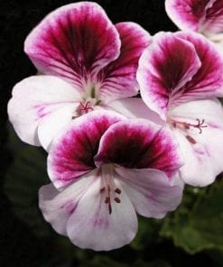 Pelargonium domesticum Mademoiselle Layal