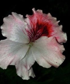 Pelargonium Domesticum Maureene