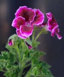 Pelargonium Domesticum Merlot Picotee