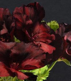 Pelargonium domesticum Midnight Flight