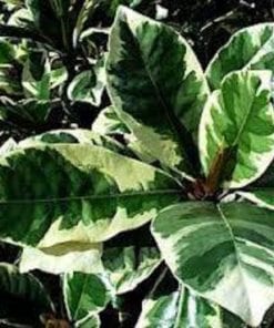 Pisonia Umbellifera Variegata