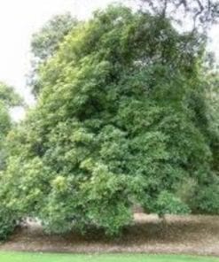 Pittosporum undulatum