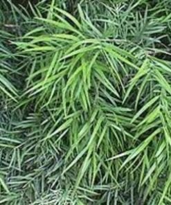 Podocarpus  gracillior
