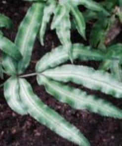 Pteris quadriaurita