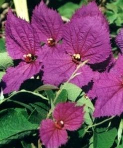 Purple Angel Wings  Dalechampia